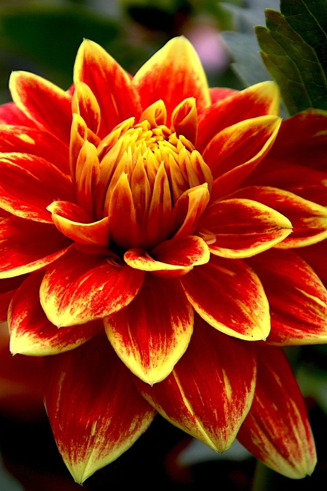 Красивая яркая огненная георгина