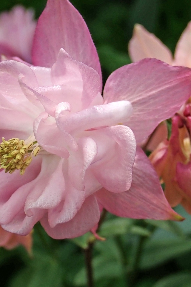 Красивый цветок водосбор крупным планом