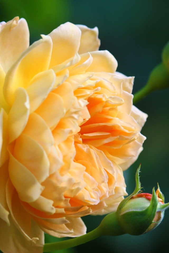 Красивая кремовая роза с бутонами роз