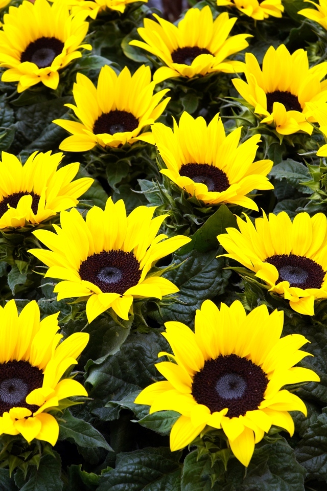 Красивые декоративные цветы подсолнухи