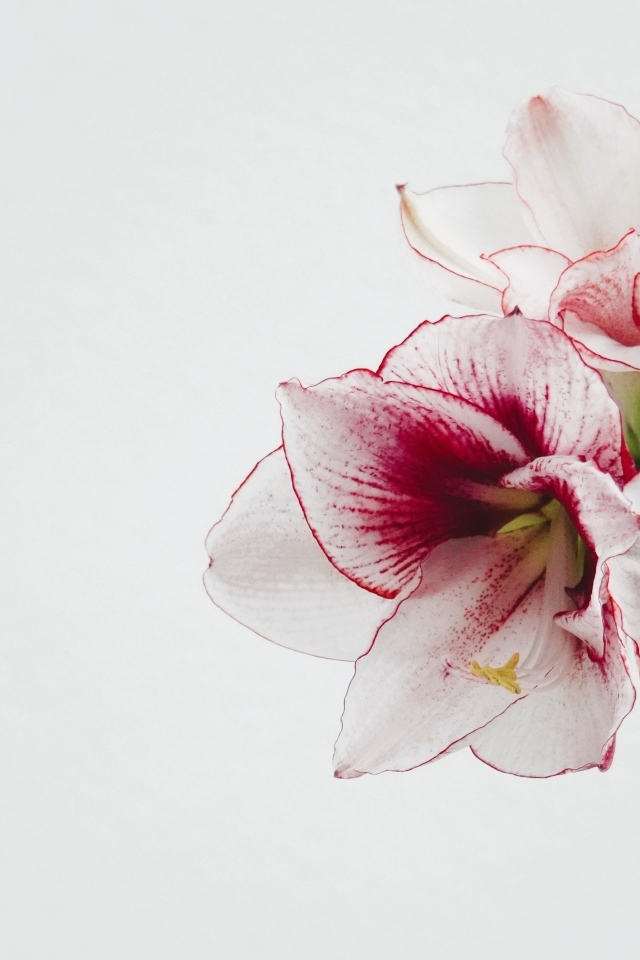 Красивый нежный цветок амариллис на белом фоне