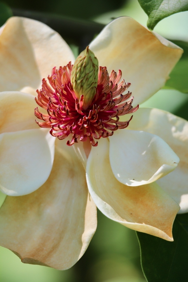 Красивая нежная кремовая магнолия