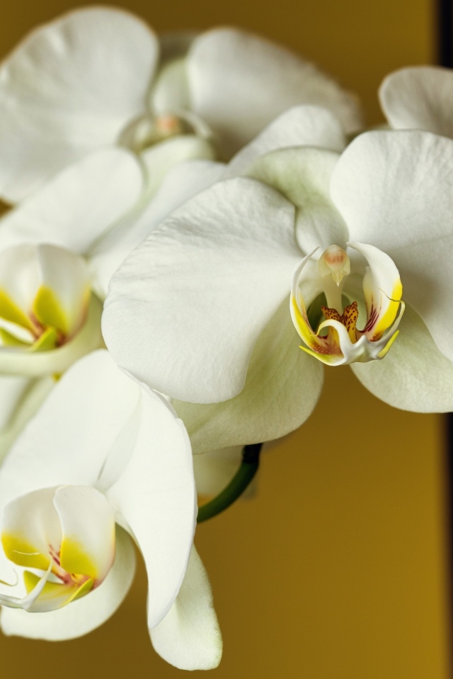 Красивый нежный цветок орхидеи крупным планом