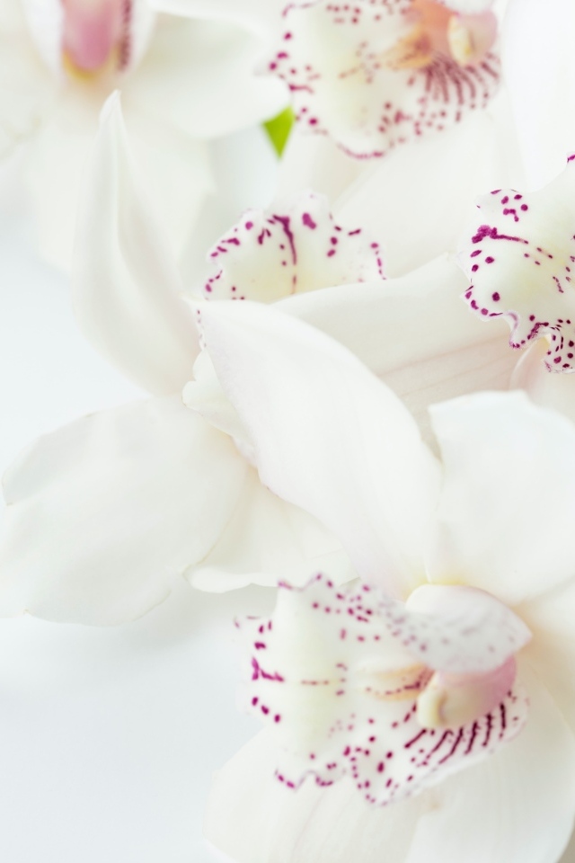 Красивая нежная орхидея с розовыми точками