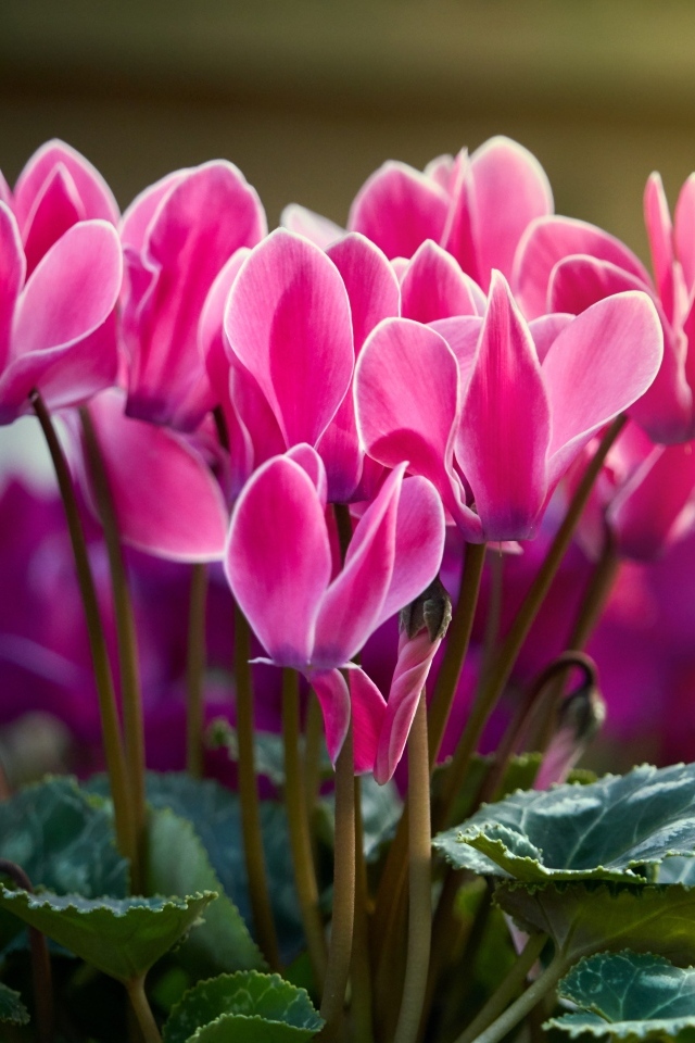 Красивые нежные розовые цветы цикламен