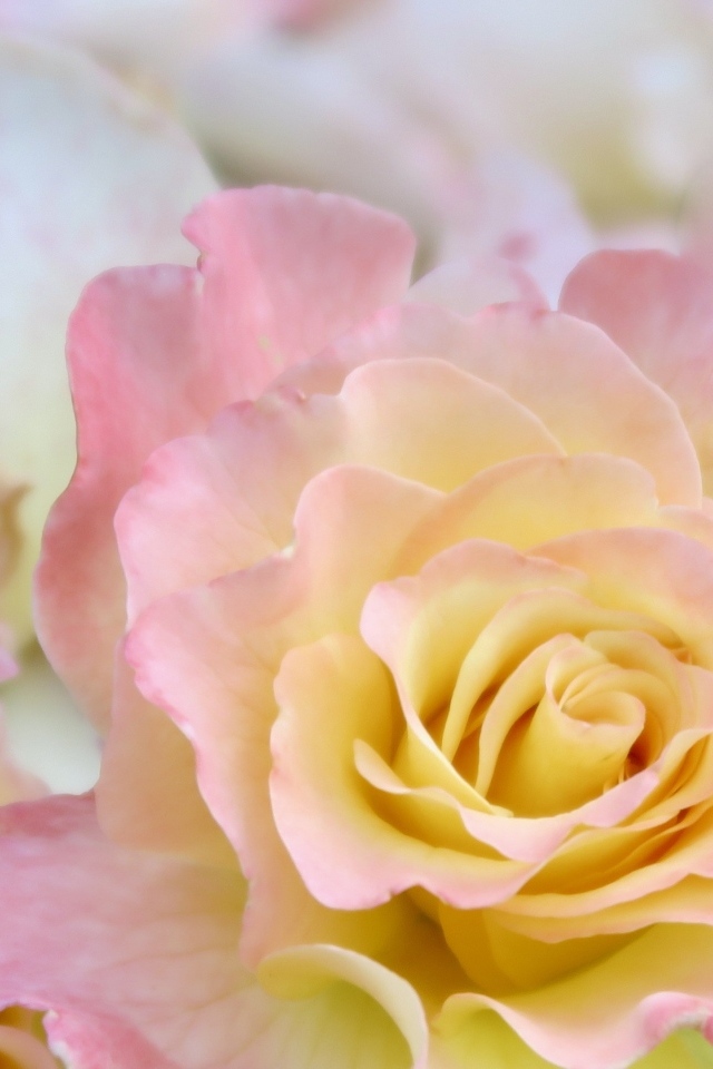 Красивая нежная розовая роза