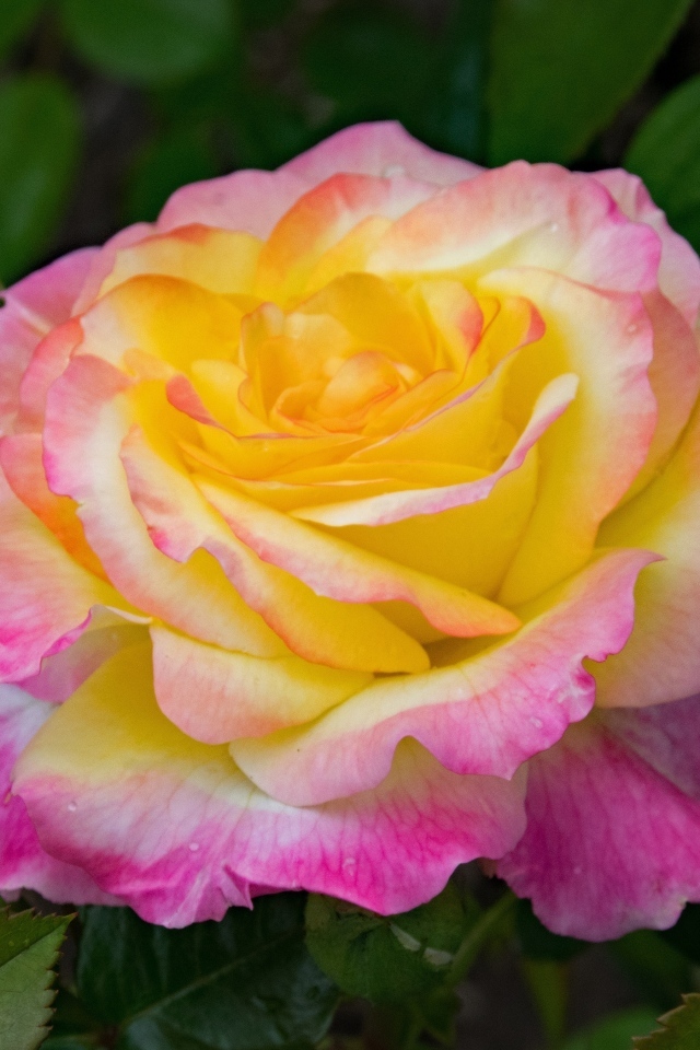 Красивые нежные розовые лепестки розы с желтой серединкой