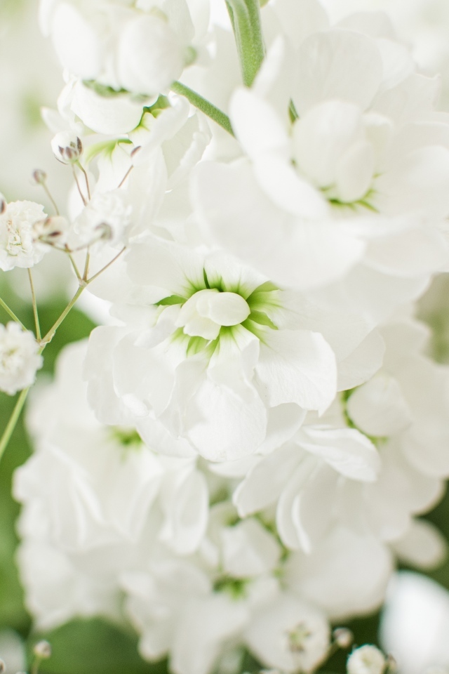 Красивый нежный белый цветок крупным планом