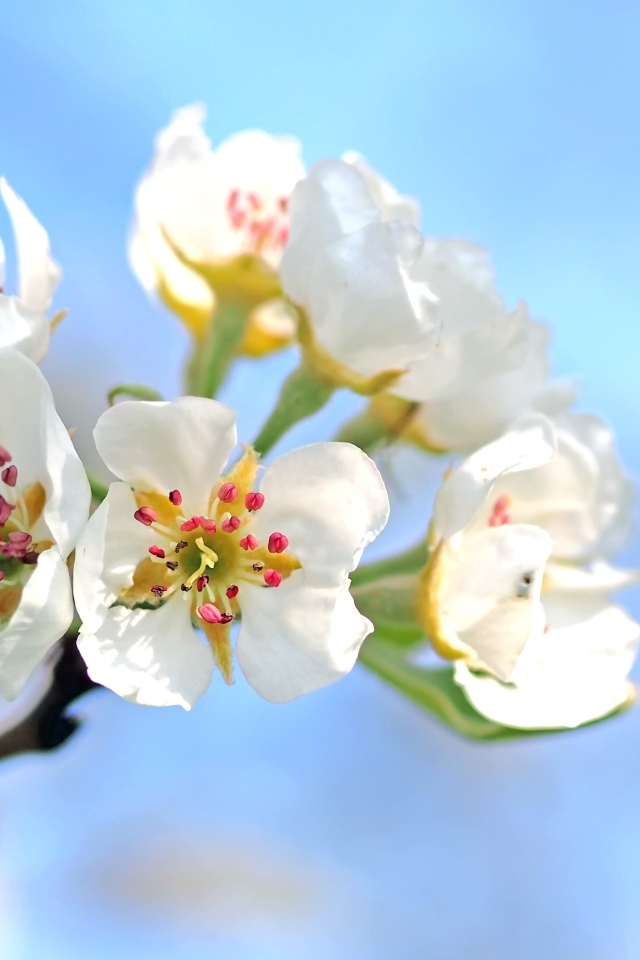 Красивые нежные белые цветы на ветке груши