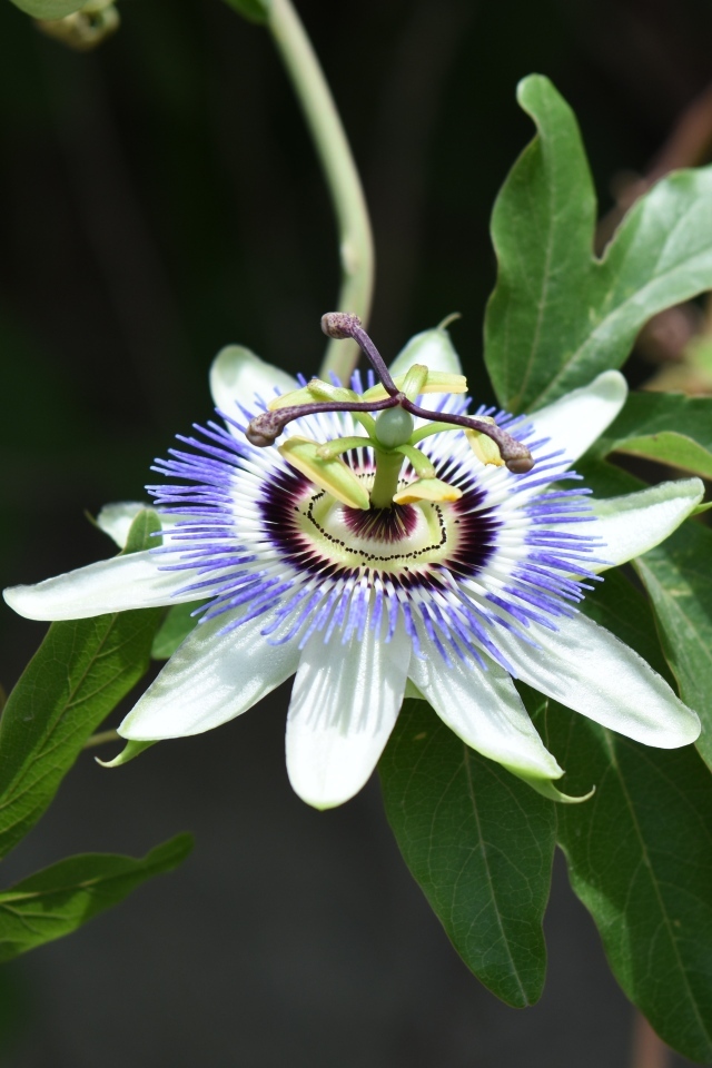 Красивый экзотический цветок на ветке