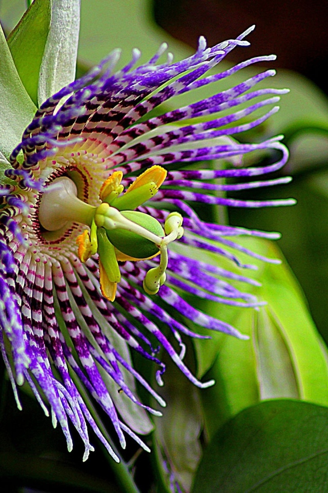 Красивый экзотический цветок маракуйи