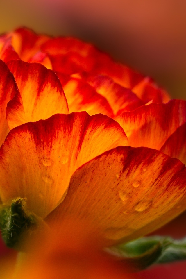 Красивый огненно-рыжий цветок крупным планом