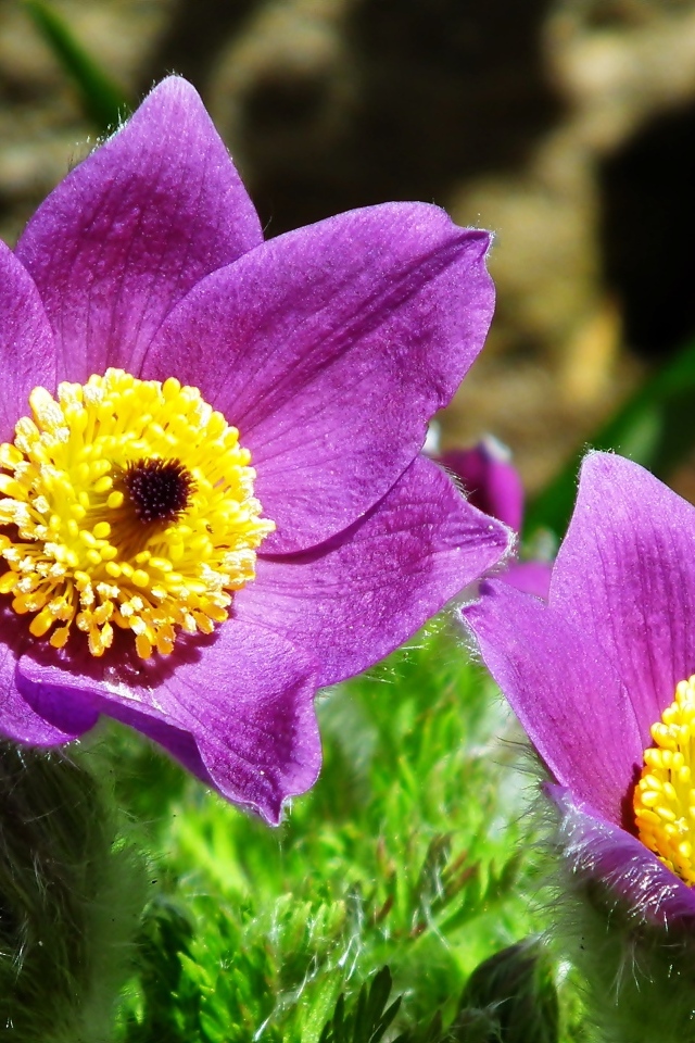 Красивые цветы прострел крупным планом