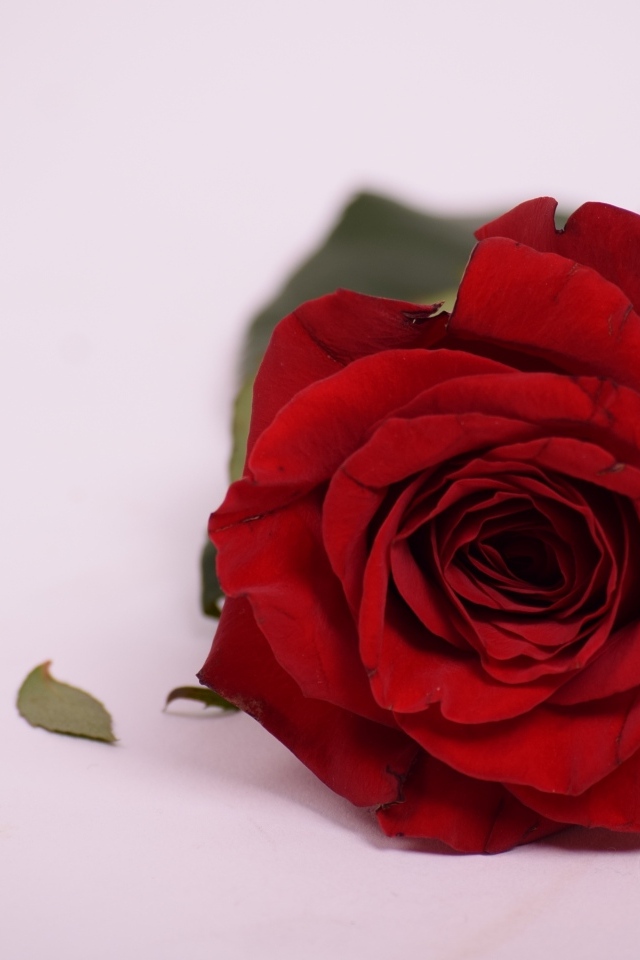 Красивая ароматная красная роза на сером фоне