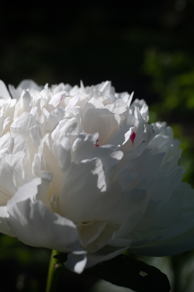 Красивый ароматный белый пион