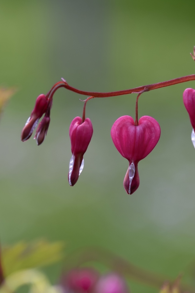 Красивые цветы фуксии крупным планом