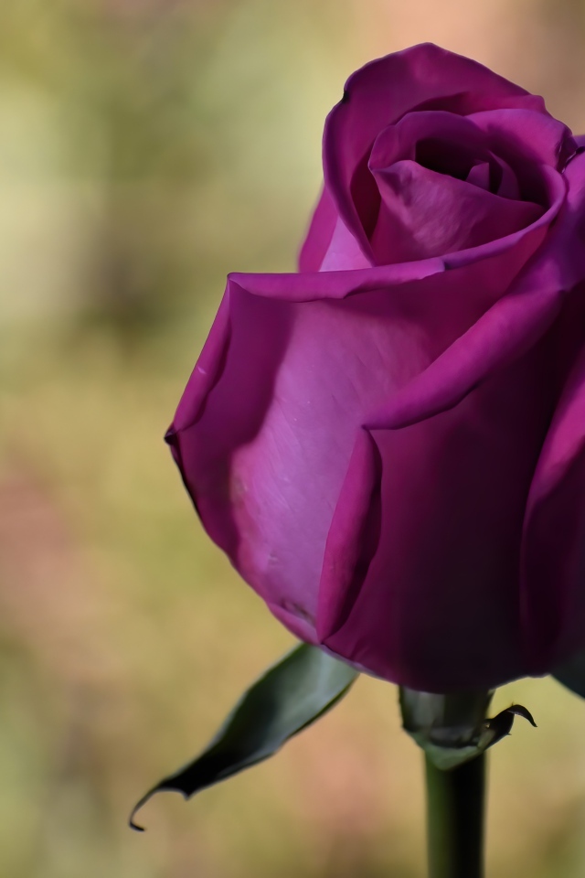 Красивая роза цвета фуксии 