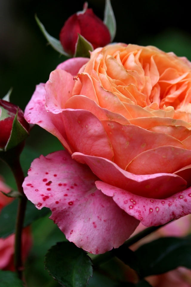 Красивая садовая розовая роза с бутонами