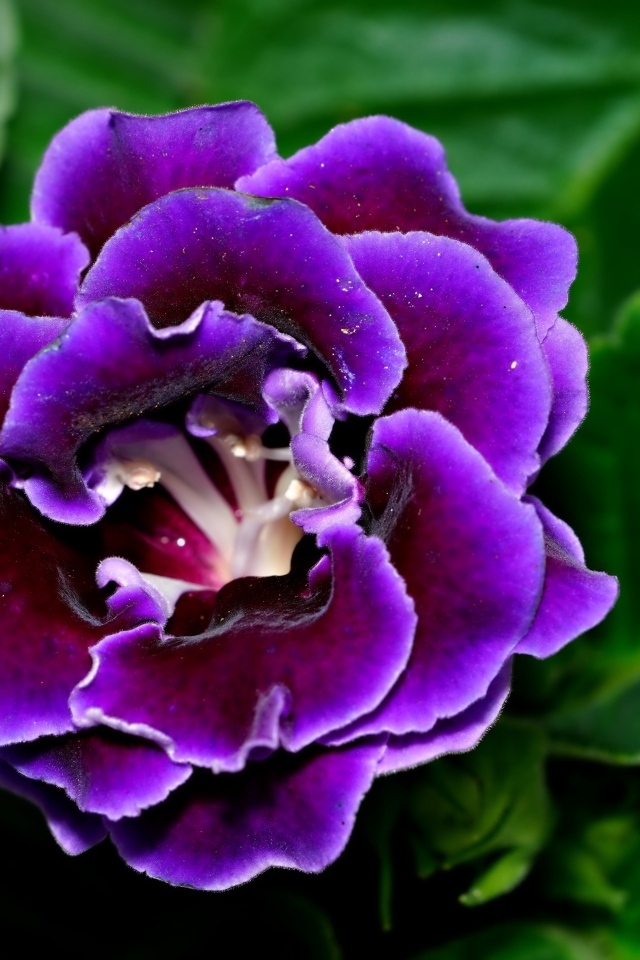 Красивый цветок глоксиния с зелеными листьями