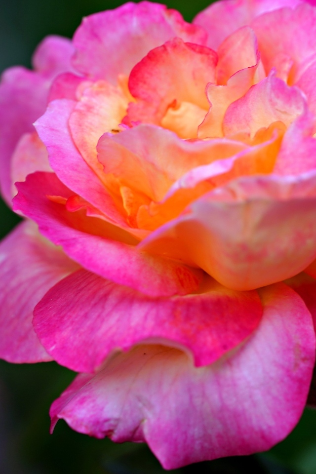 Красивая крупная розовая роза