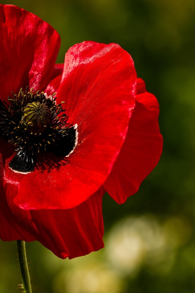 Красивый крупный цветок красного мака