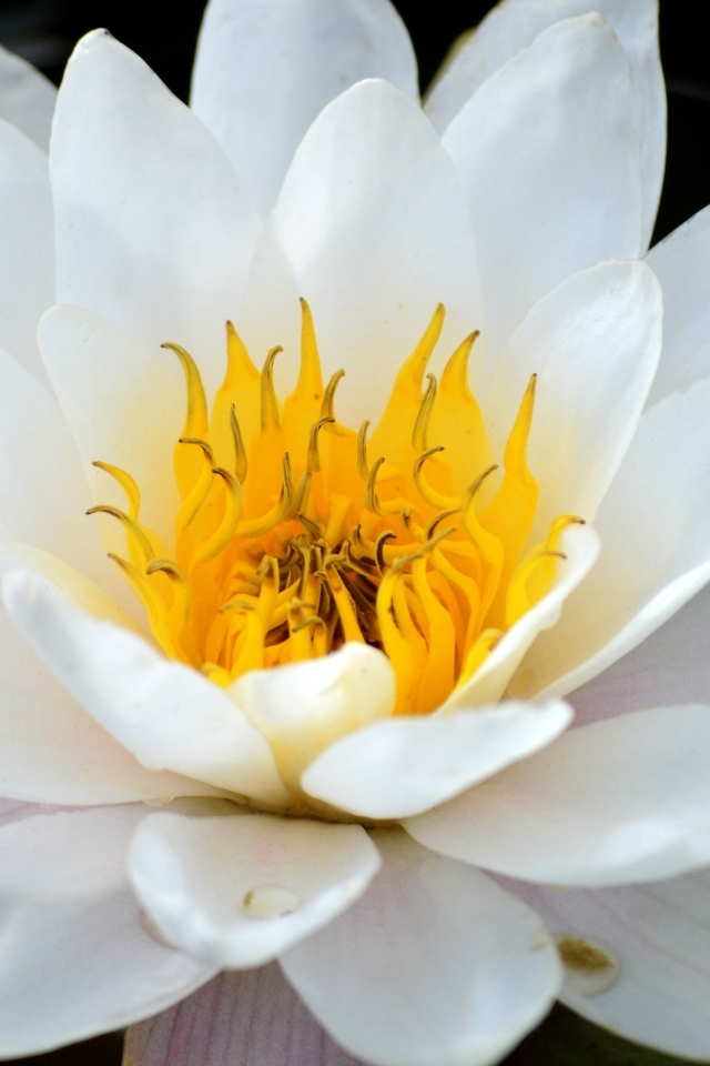 Красивый большой цветок водной лилии с желтой серединой