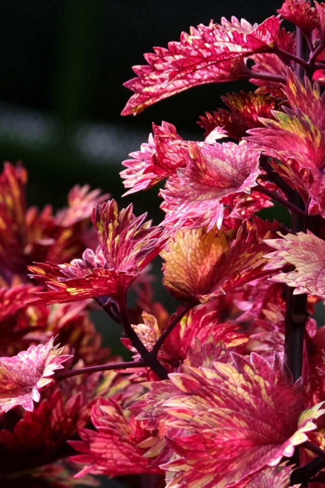 Красивые листья цветка колеус