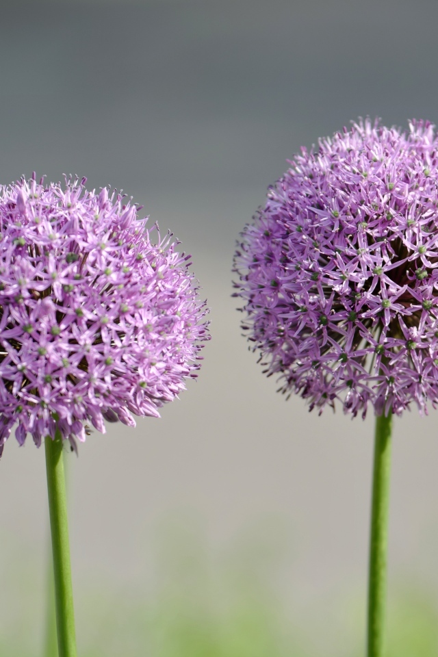 Красивые сиреневые шарики цветка Аллиум