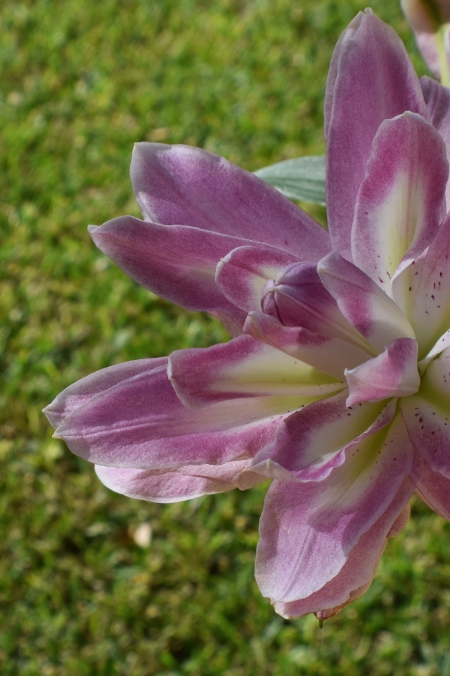 Красивая сиреневая лилия на клумбе