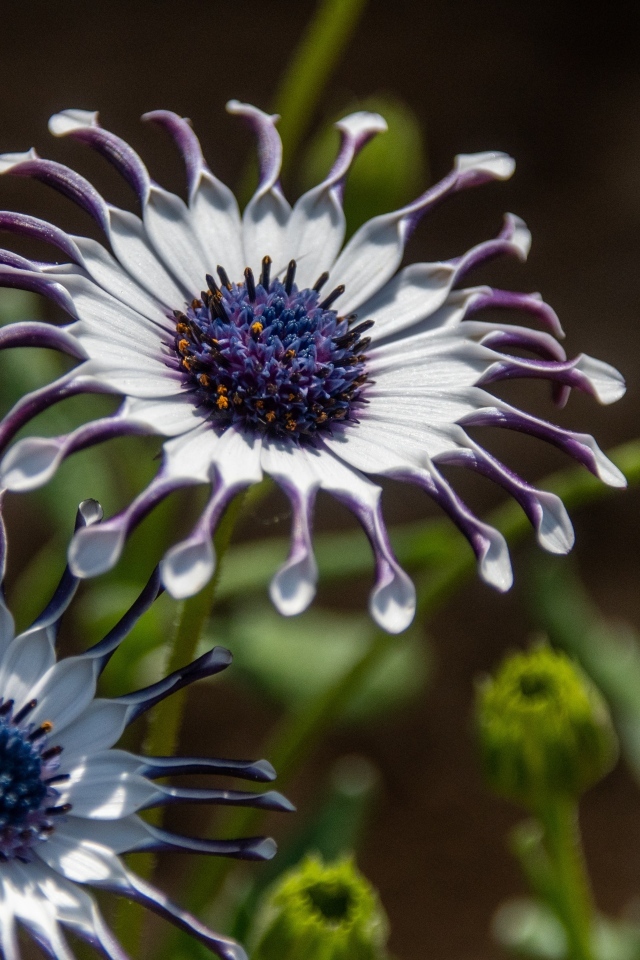 Красивые сиреневые цветы остеоспермум