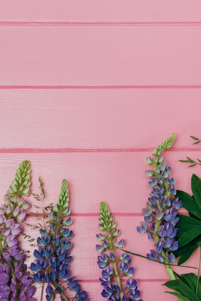 Красивые цветы люпина на розовом фоне