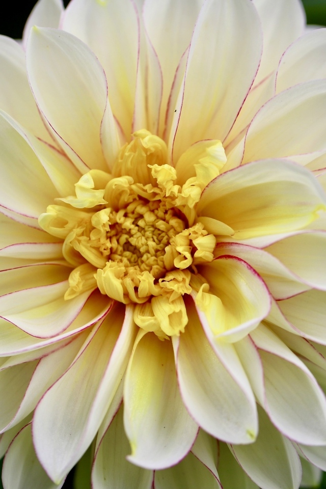 Красивый пышный цветок георгина крупным планом