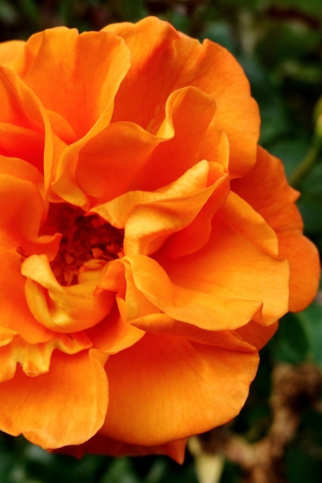 Красивая роза апельсинового цвета