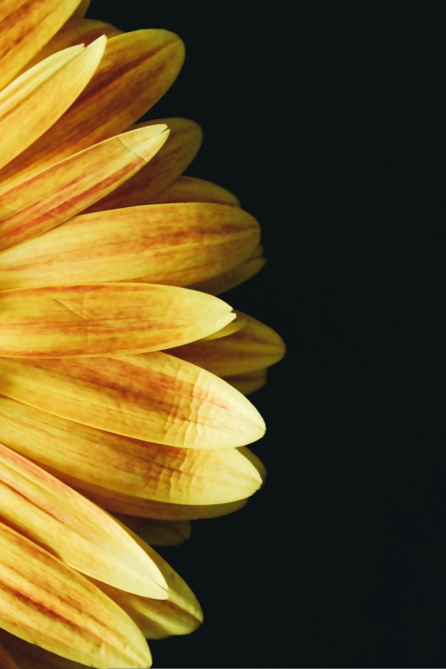 Красивый оранжевый цветок герберы на черном фоне