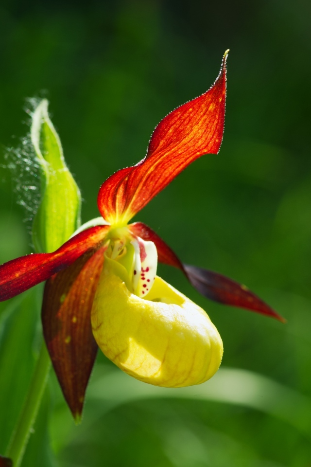 Красивый цветок оранжевой орхидеи на зеленом фоне