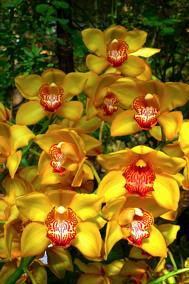 Красивые оранжевые цветы орхидеи в лесу