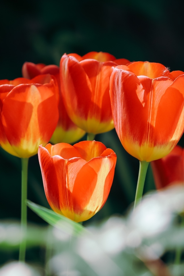 Красивые оранжевые весенние тюльпаны на клумбе