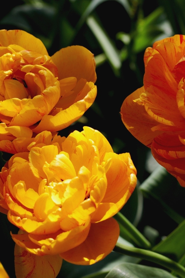 Красивые оранжевые тюльпаны на клумбе