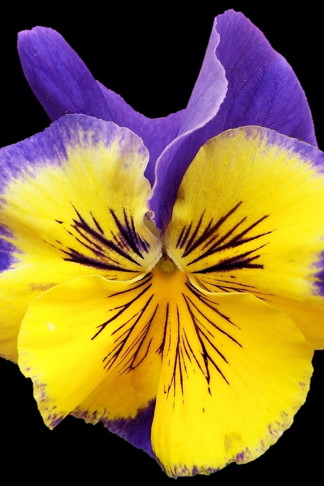 Красивый цветок анютины глазки на черном фоне