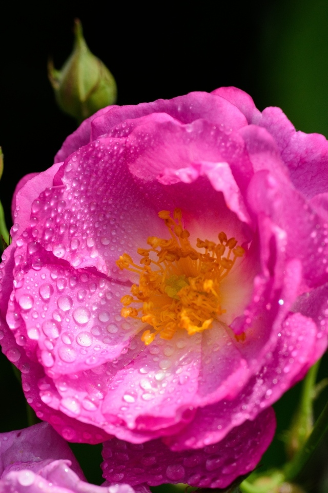 Красивая парковая роза с бутонами в каплях воды