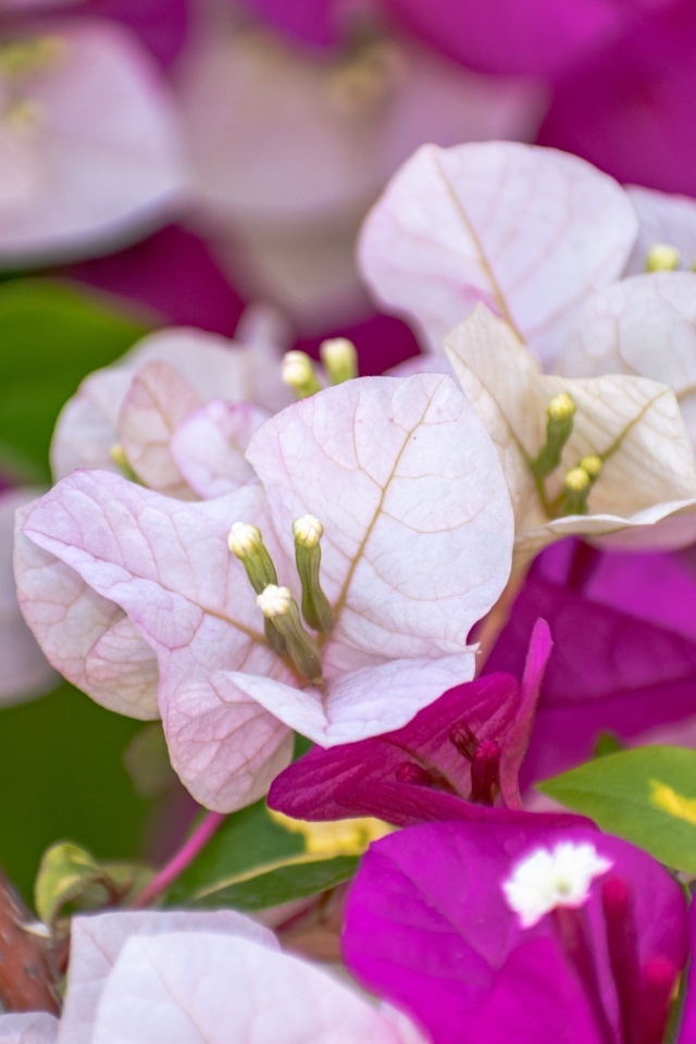 Красивые розовые цветы бугенвиллия