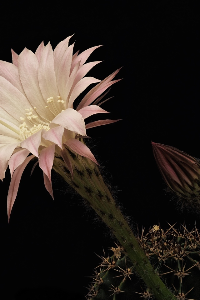 Красивый розовый цветок кактуса на черном фоне