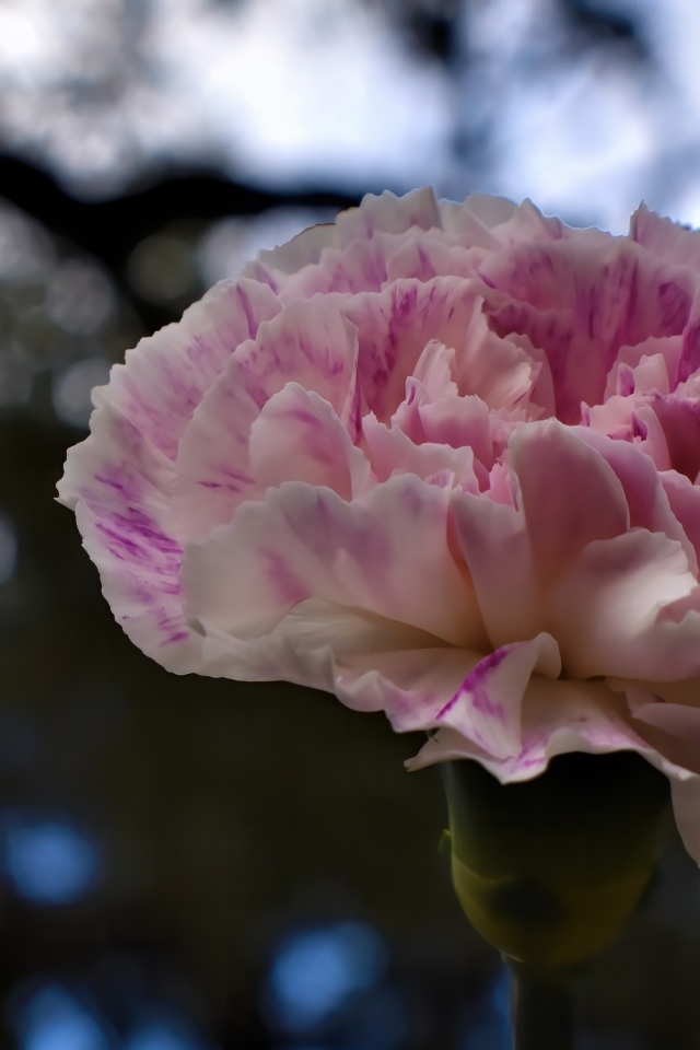 Красивая розовая гвоздика крупным планом