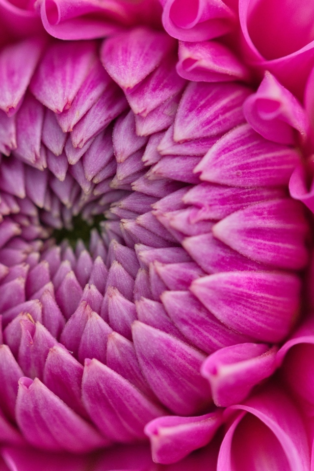 Красивый розовый цветок георгина крупным планом