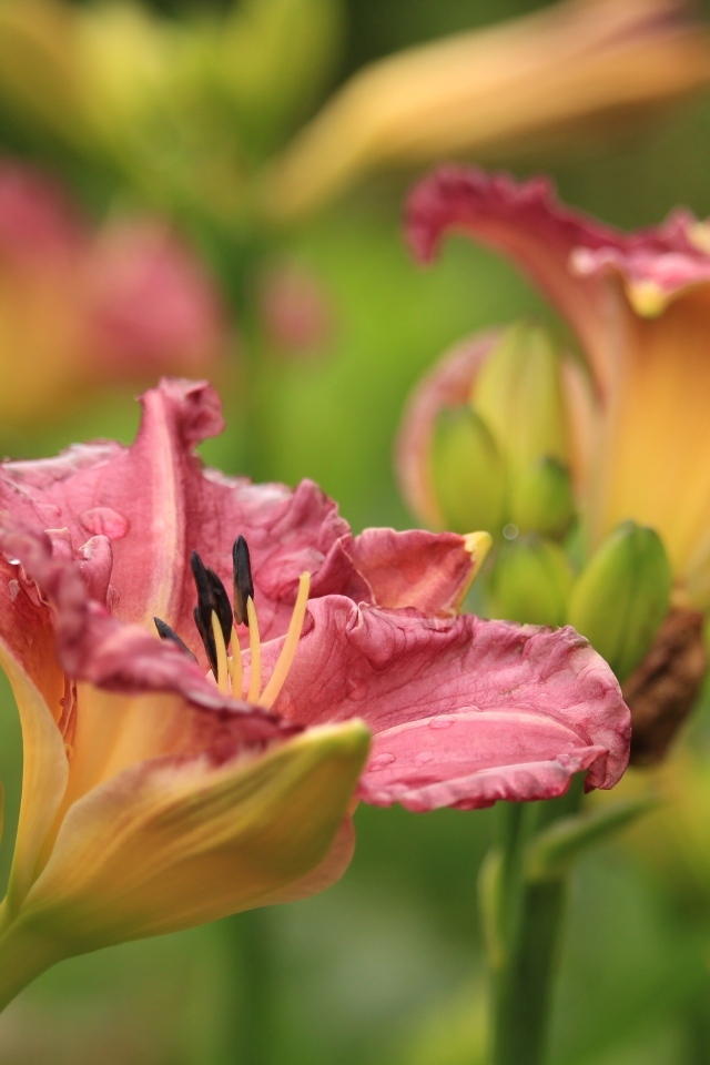 Красивые розовые цветы лилейник с бутонами на клумбе