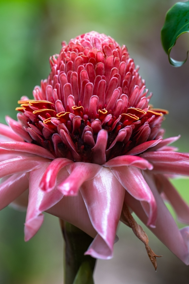 Красивый розовый цветок эхинацеи крупным планом