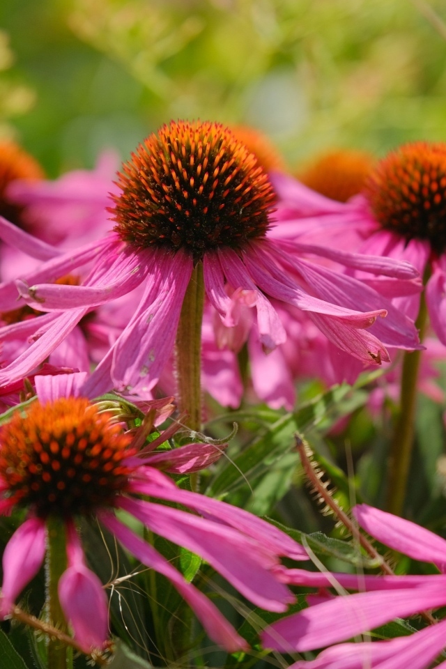 Красивые розовые цветы эхинацеи на клумбе