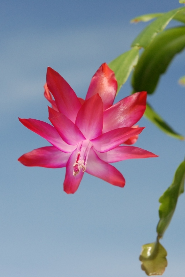 Красивый розовый цветок декабрист