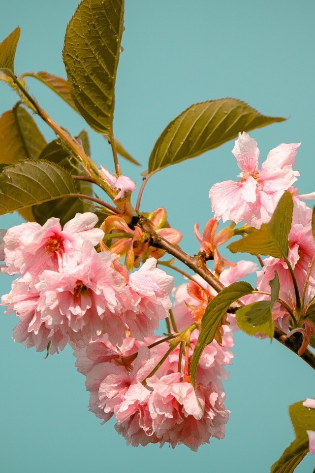 Красивые розовые цветы на ветках черешни 