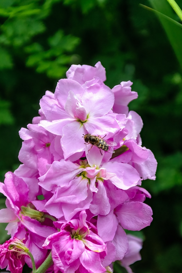 Красивый розовый садовый цветок